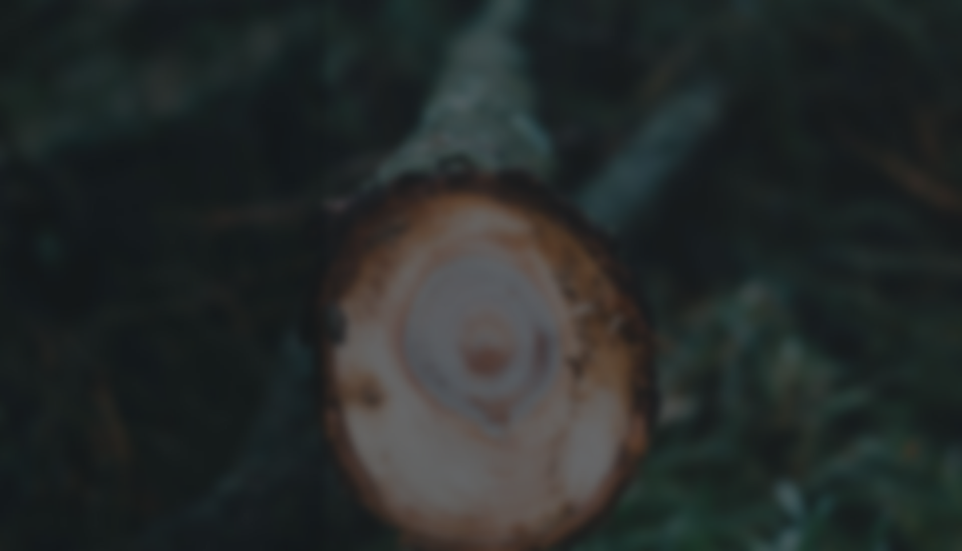 Tree crew and arborist equipment — Melbourne
