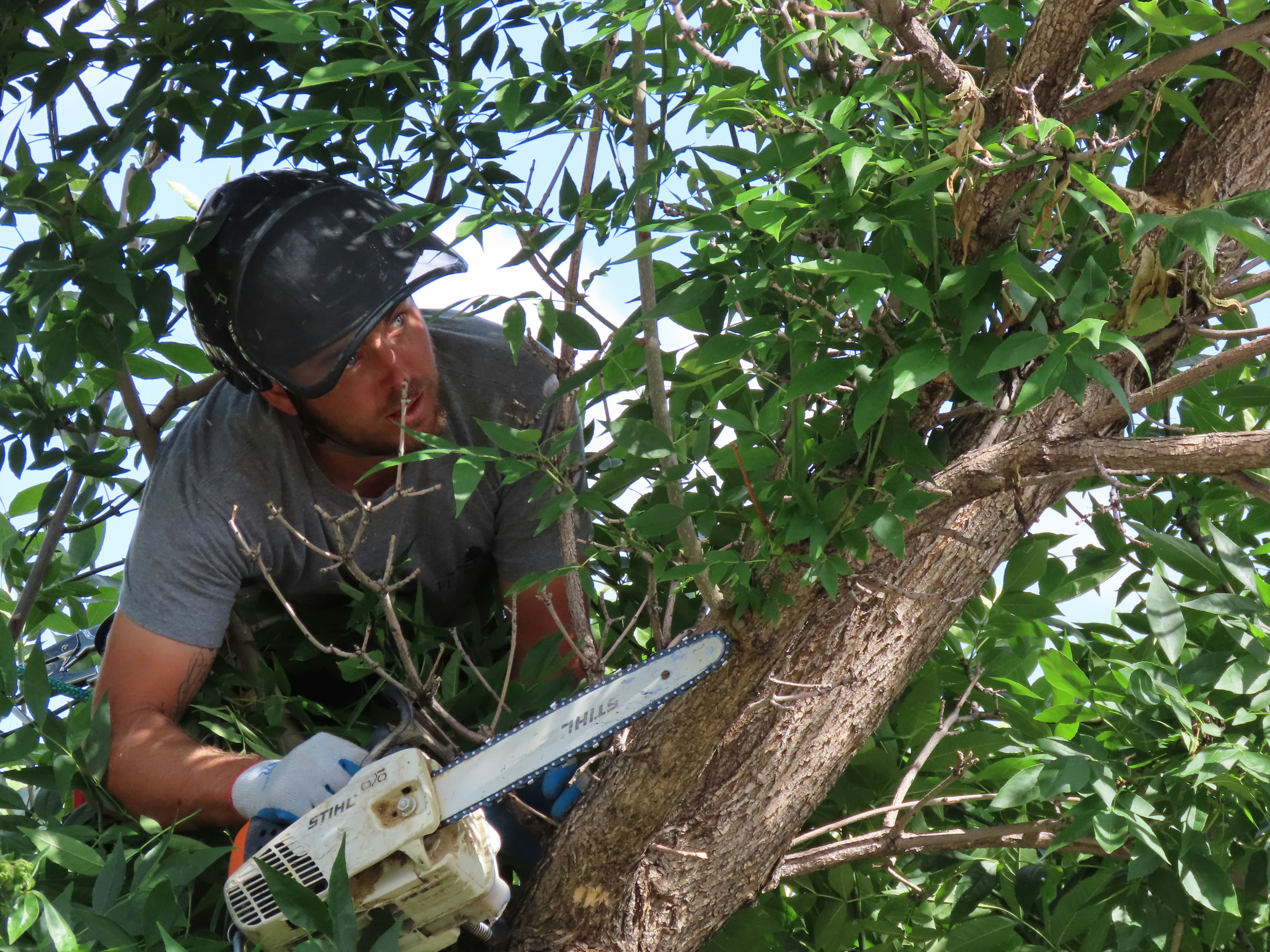 Tree service — Mentone