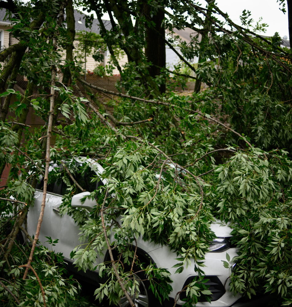 Storm damage tree cleanup — placeholder